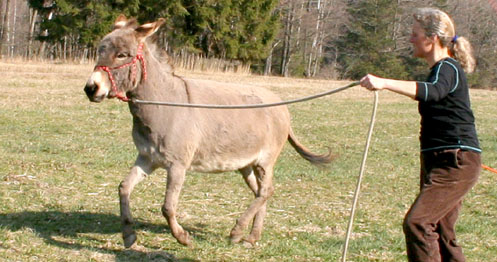 Den Esel nach Galopp fragen